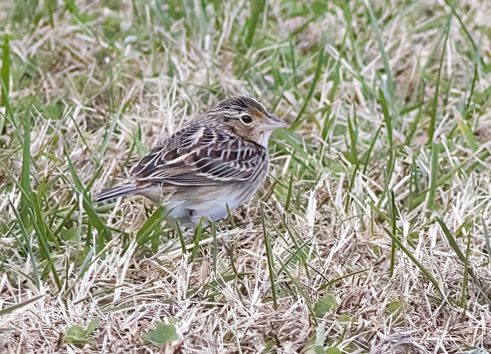 Багновець прерієвий - ML646617446