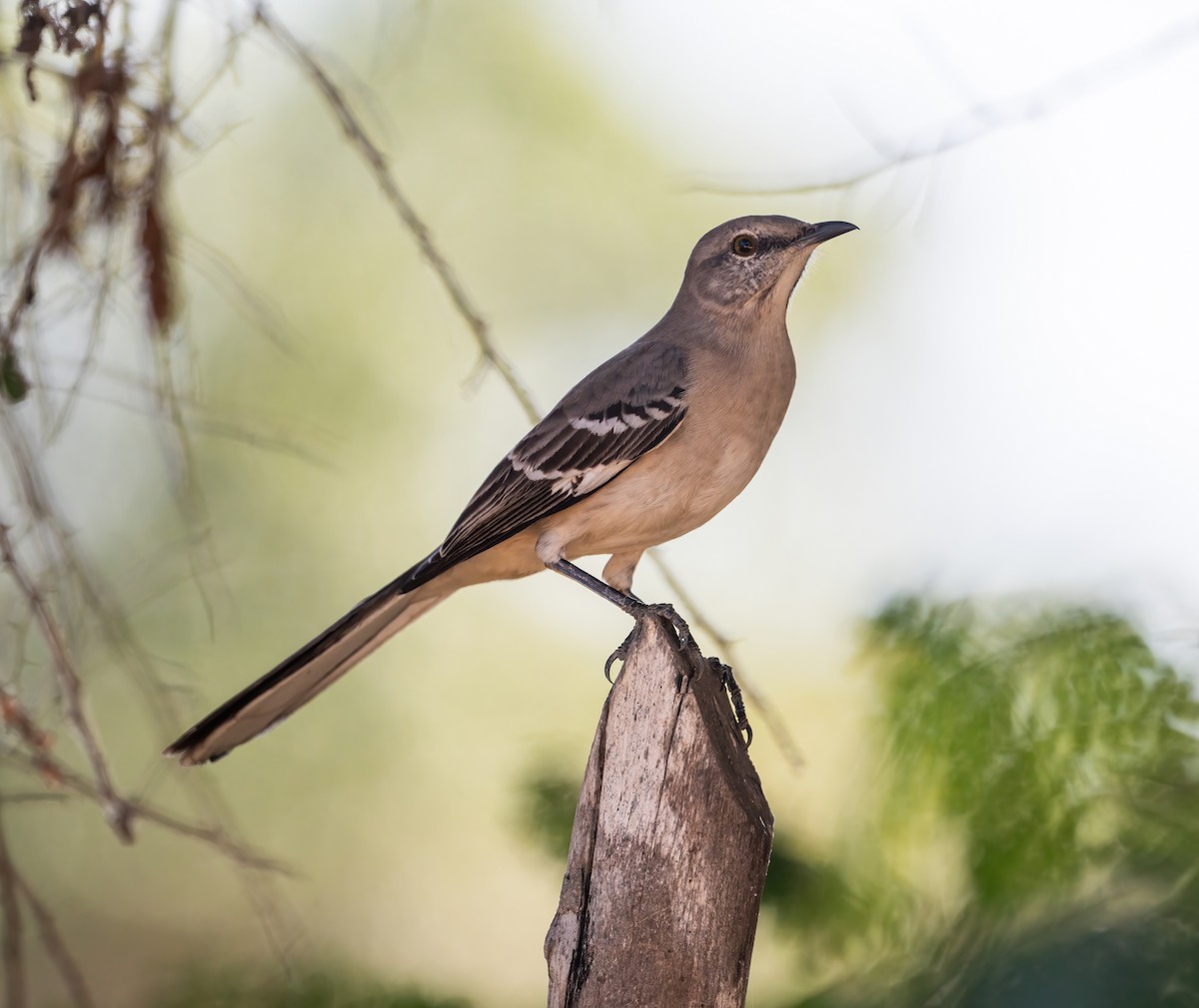 Northern Mockingbird - ML646617447