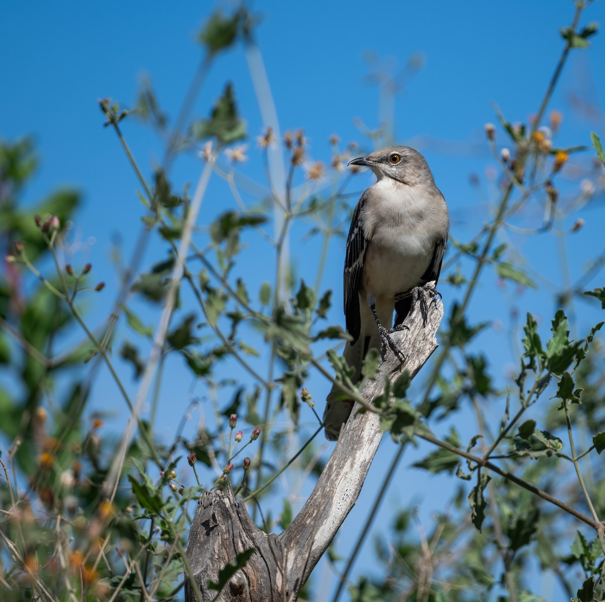 Northern Mockingbird - ML646617448