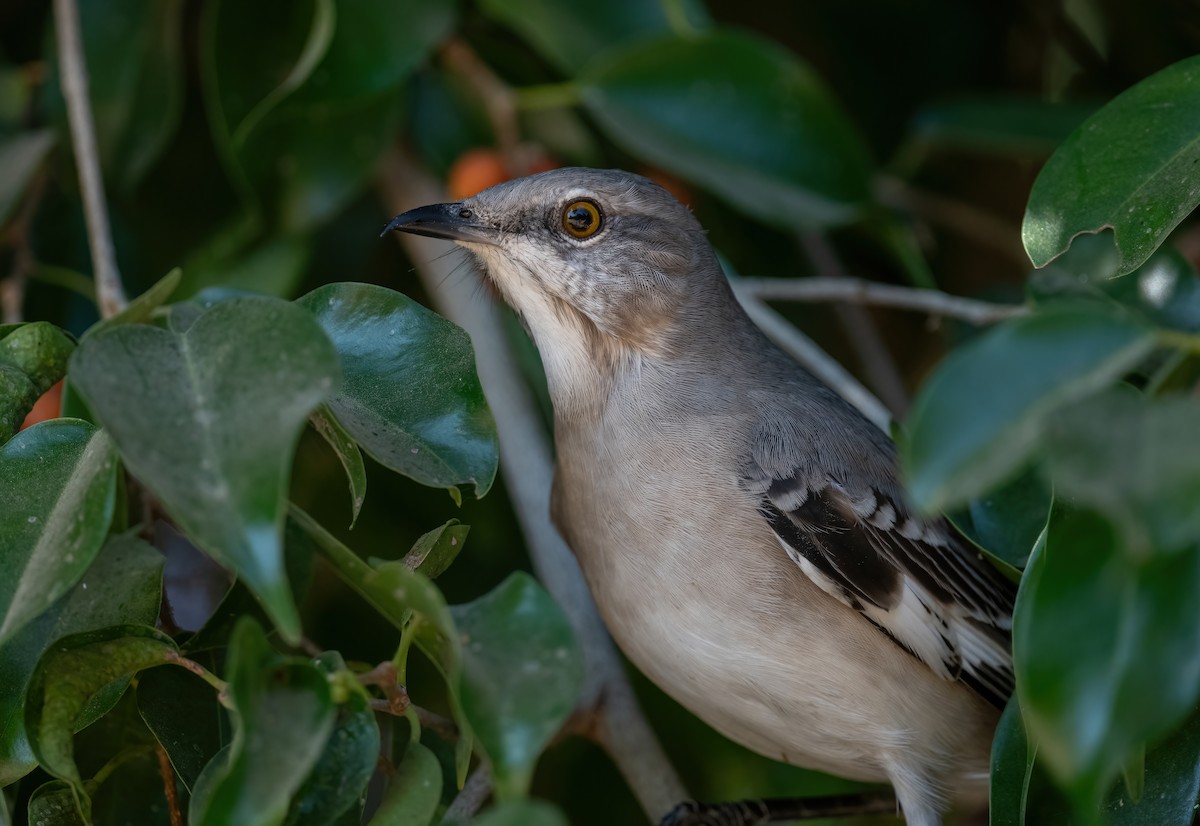 Northern Mockingbird - ML646617449