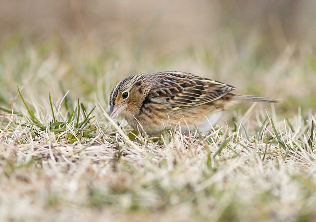 Багновець прерієвий - ML646617450