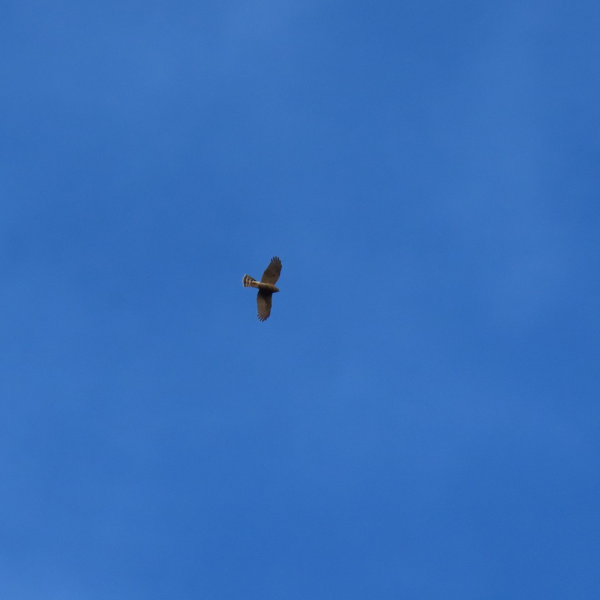 Sharp-shinned Hawk - ML646617452