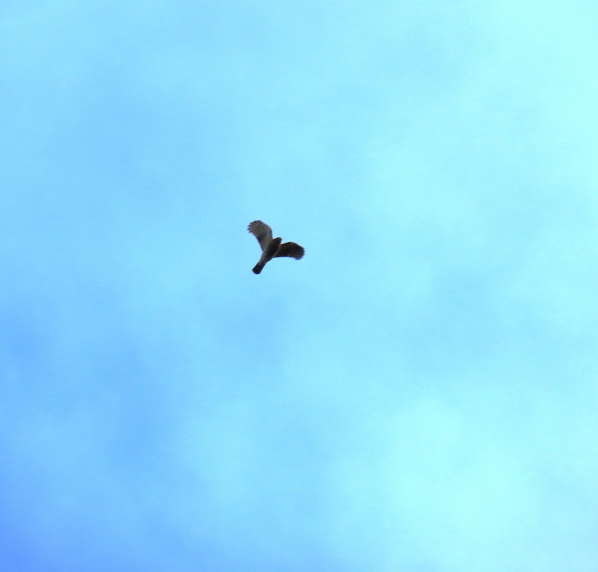 Sharp-shinned Hawk - ML646617453