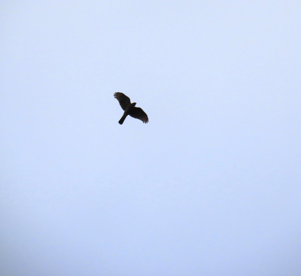 Sharp-shinned Hawk - ML646617454