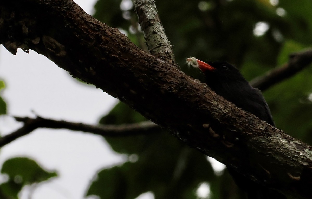 Black-fronted Nunbird - ML646617455