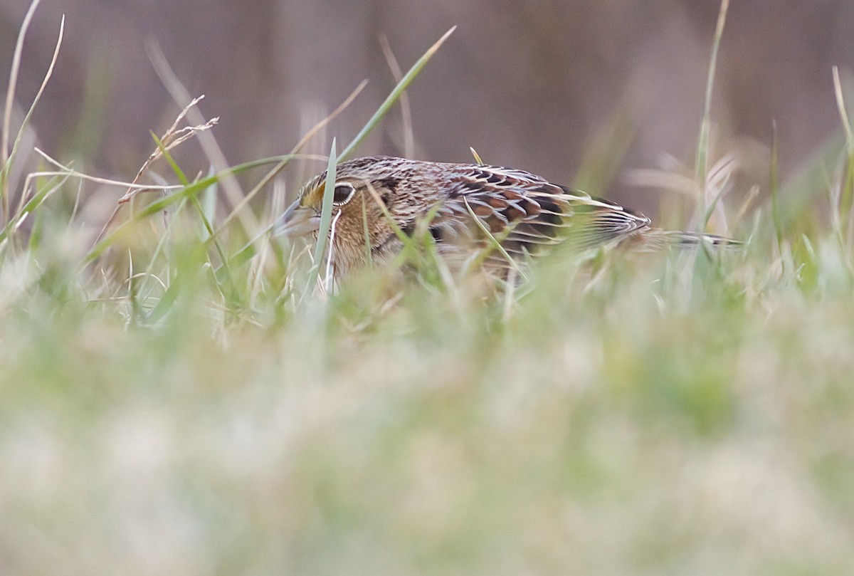 Багновець прерієвий - ML646617459