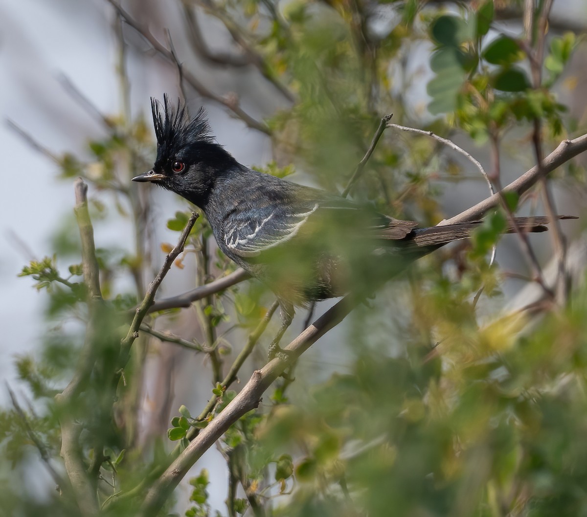 Phainopepla - ML646617460