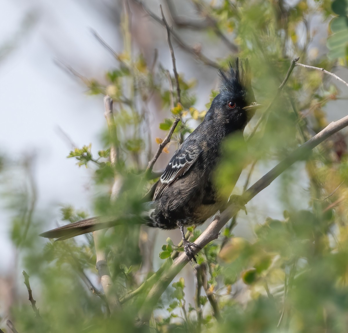 Phainopepla - ML646617461