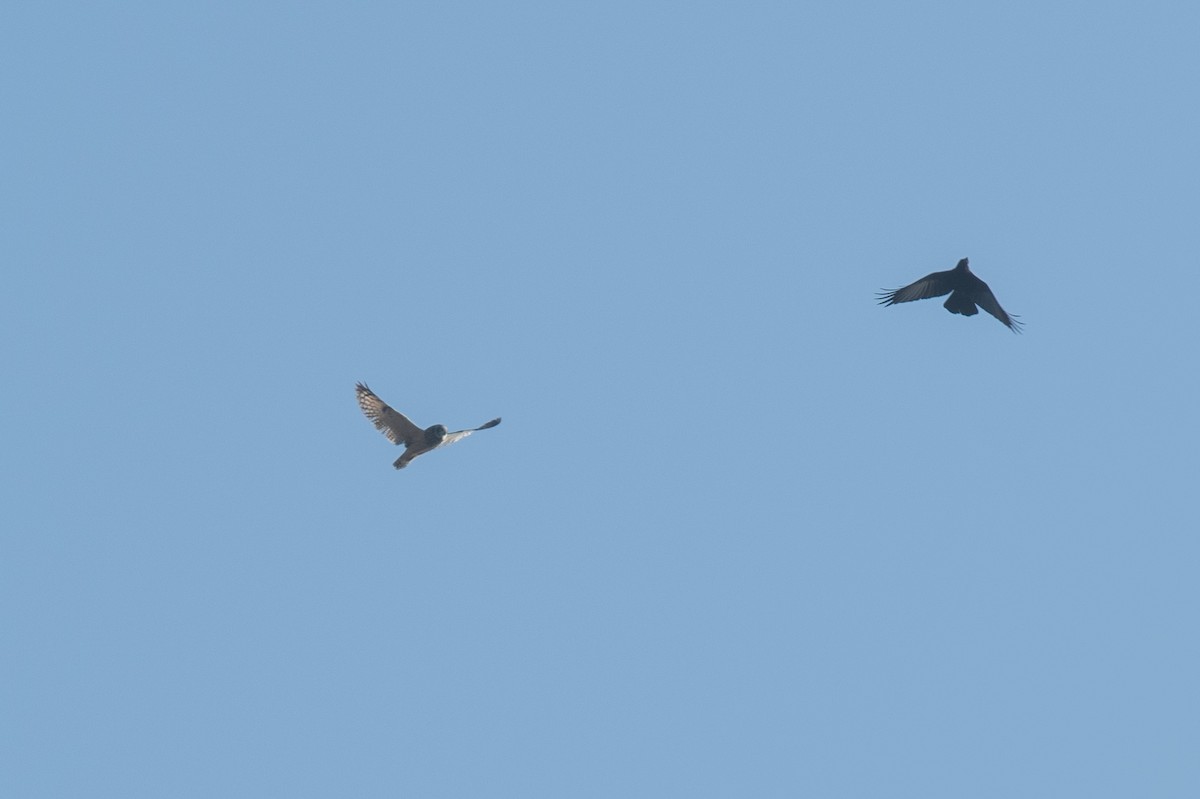 Zingira-hontza - ML646617462