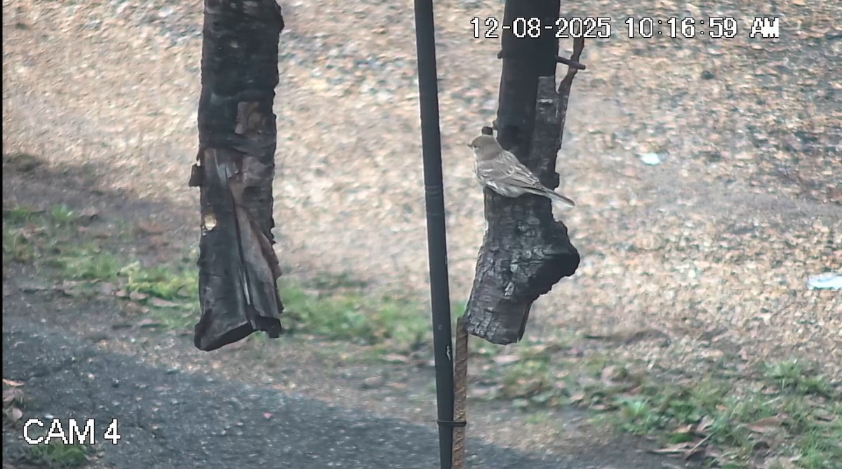 Мексиканская чечевица - ML646617466