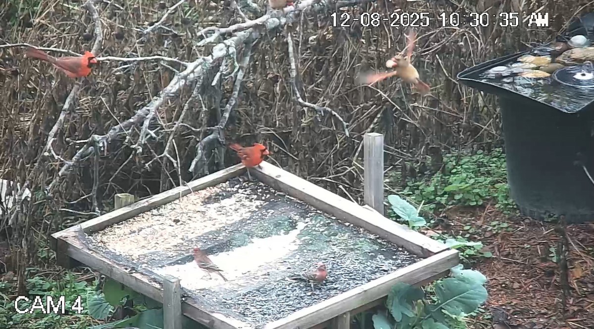 Мексиканская чечевица - ML646617467