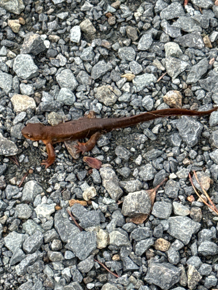 Rough-skinned Newt - ML646617468