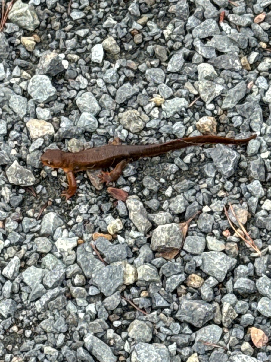 Newts - ML646617469
