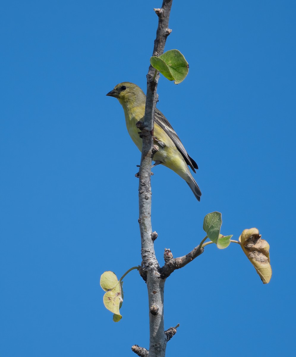 Lesser Goldfinch - ML646617470