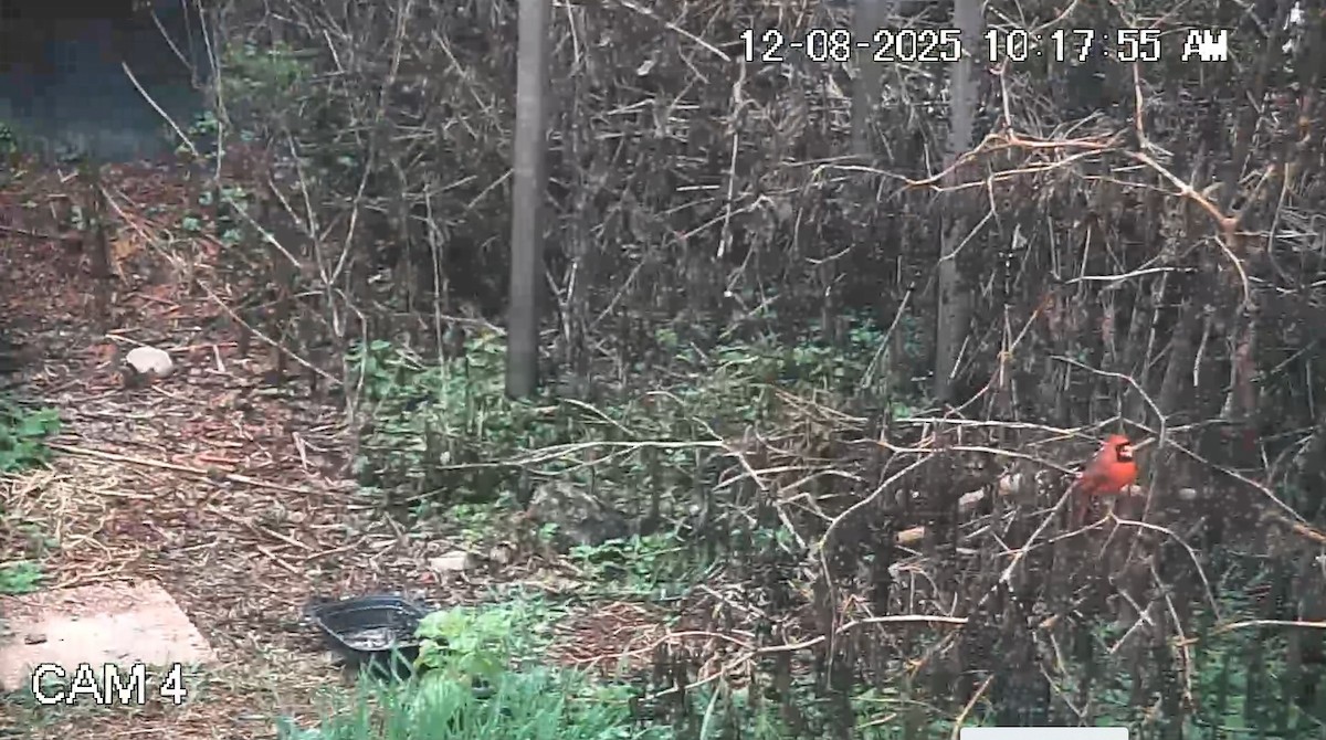 Красный кардинал - ML646617477