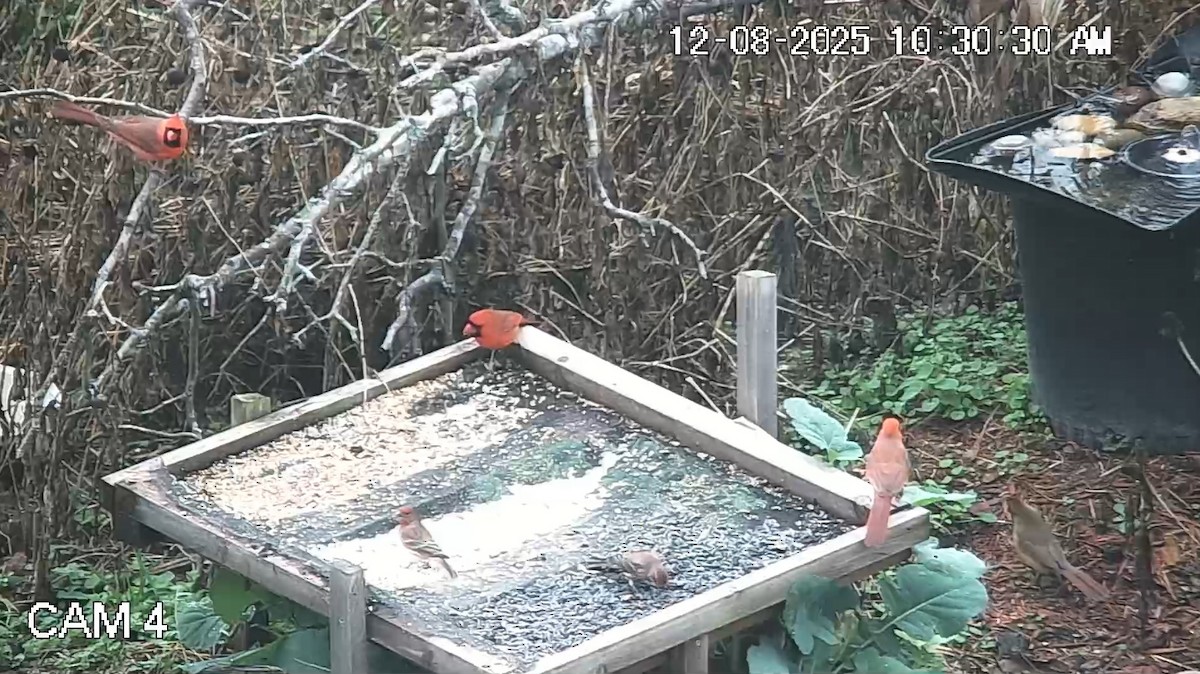 Красный кардинал - ML646617478