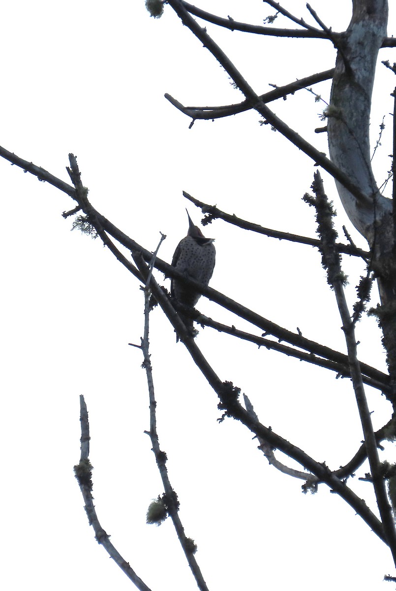 Northern Flicker - ML646617481