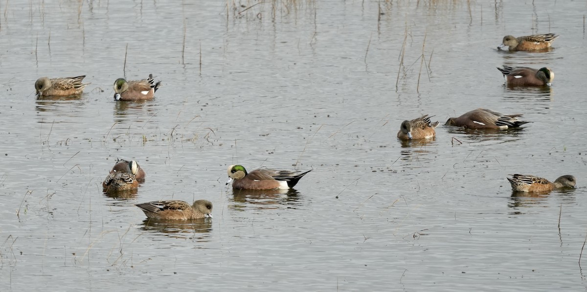 hvízdák americký - ML646617482