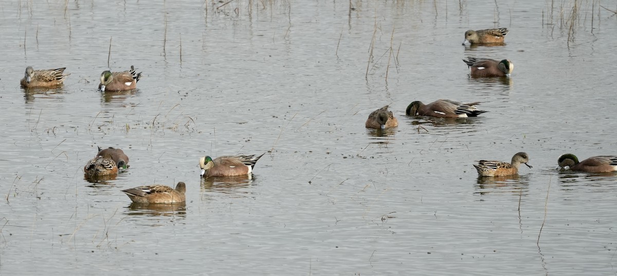 hvízdák americký - ML646617483