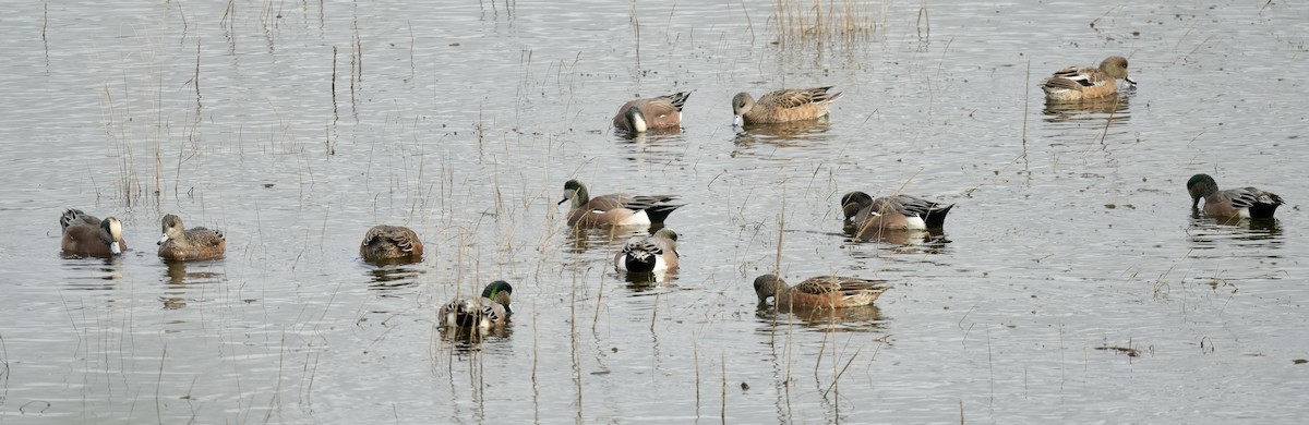 hvízdák americký - ML646617484