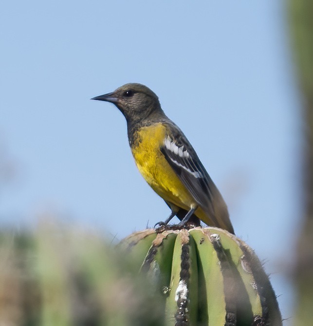 Kalifornientrupial - ML646617489