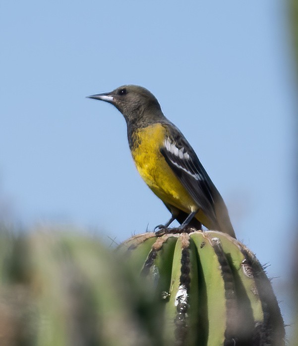 Kalifornientrupial - ML646617490