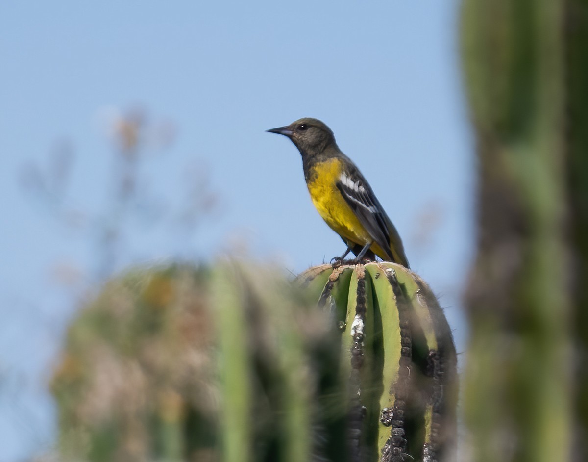 Kalifornientrupial - ML646617491