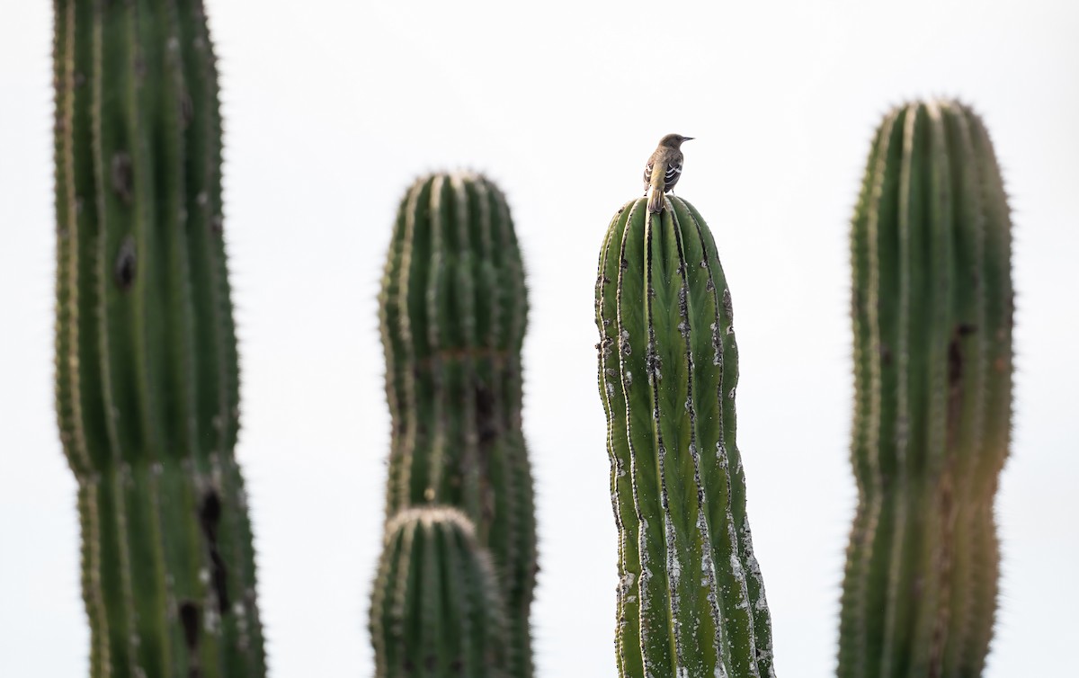 Kalifornientrupial - ML646617492