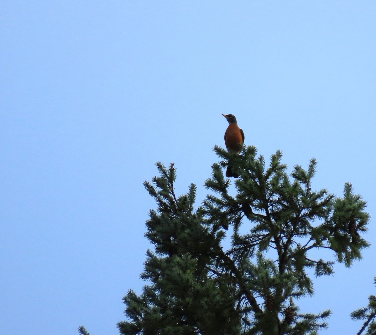 American Robin - ML646617493