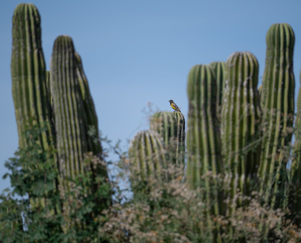 Kalifornientrupial - ML646617494