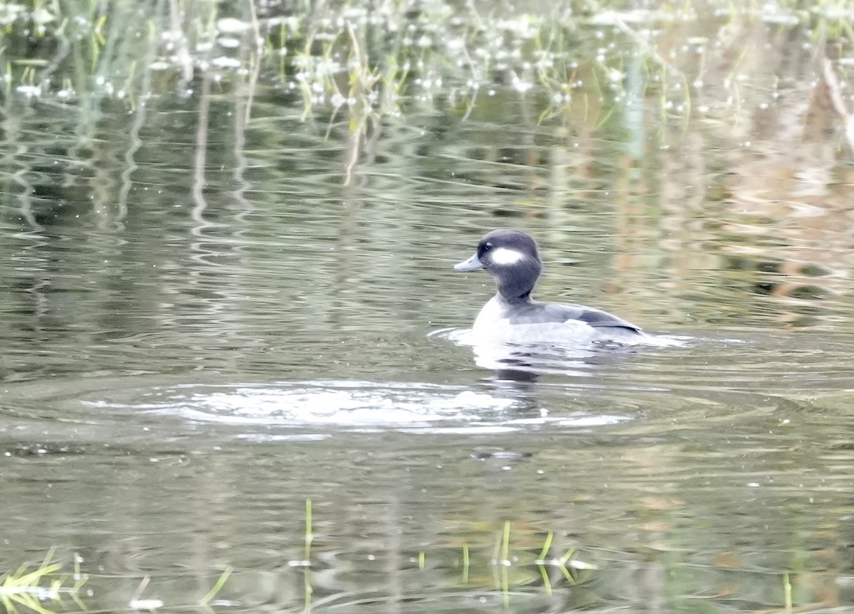 Büffelkopfente - ML646617496