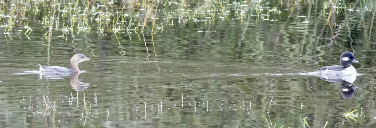 Büffelkopfente - ML646617497