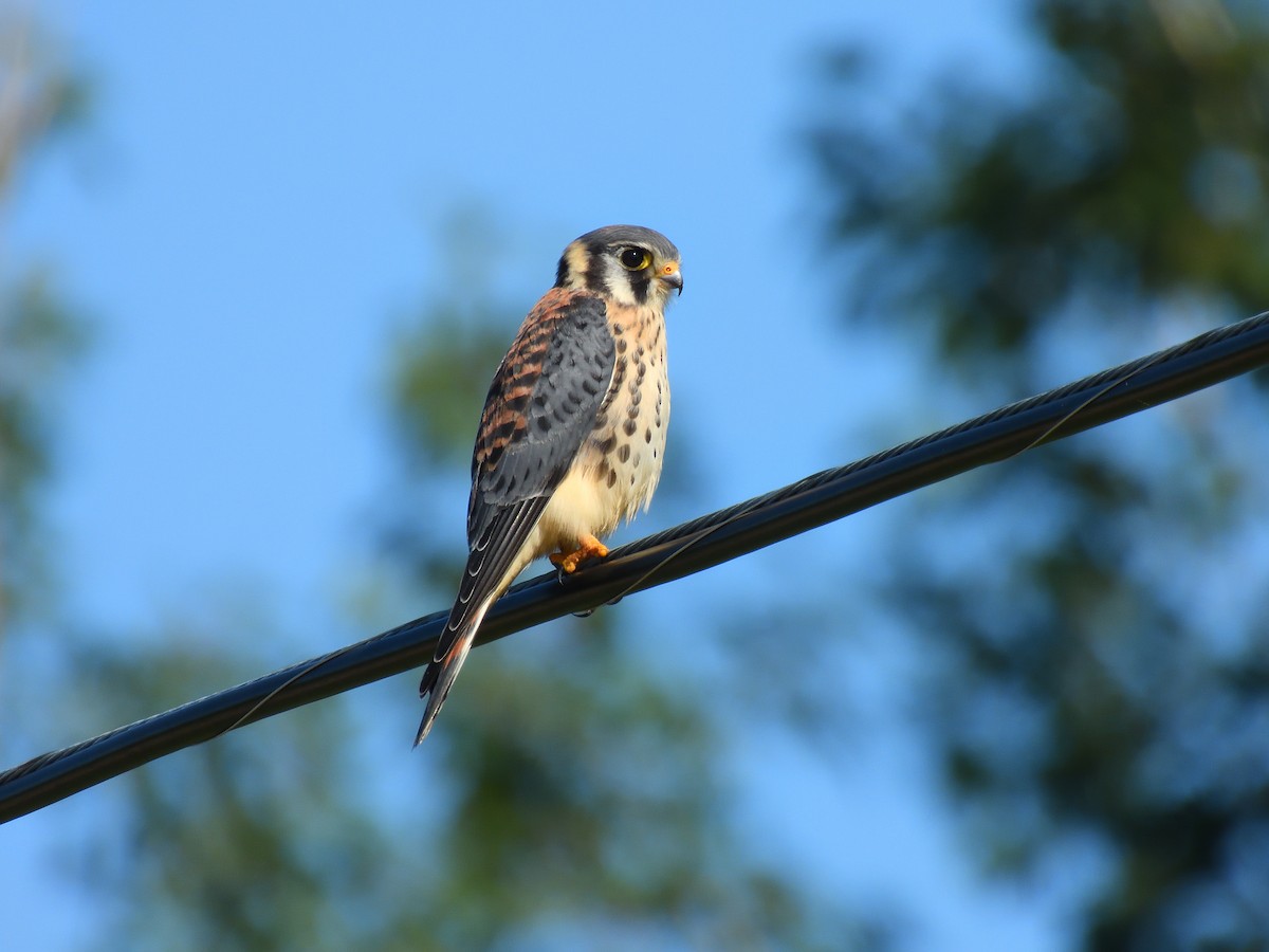 Buntfalke - ML646617498