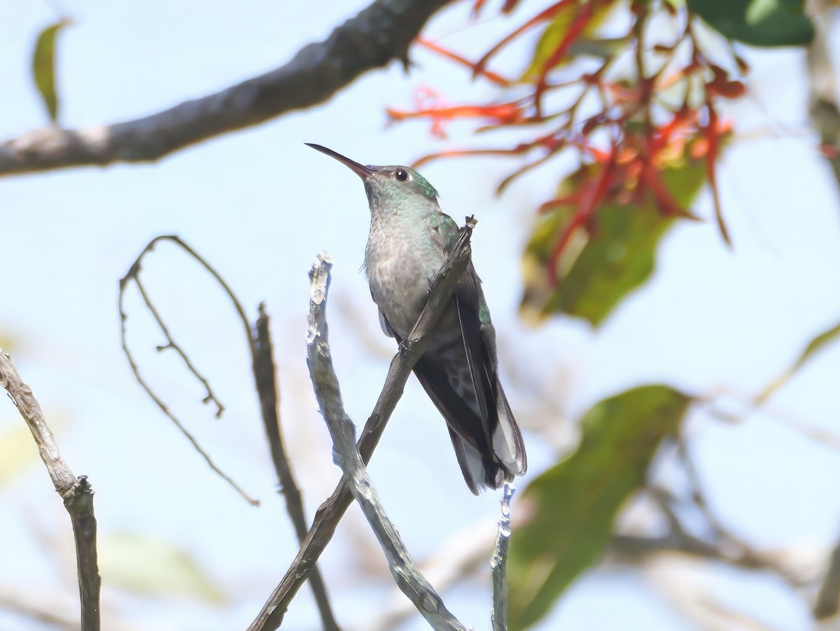 Schuppenbrustkolibri - ML646617499