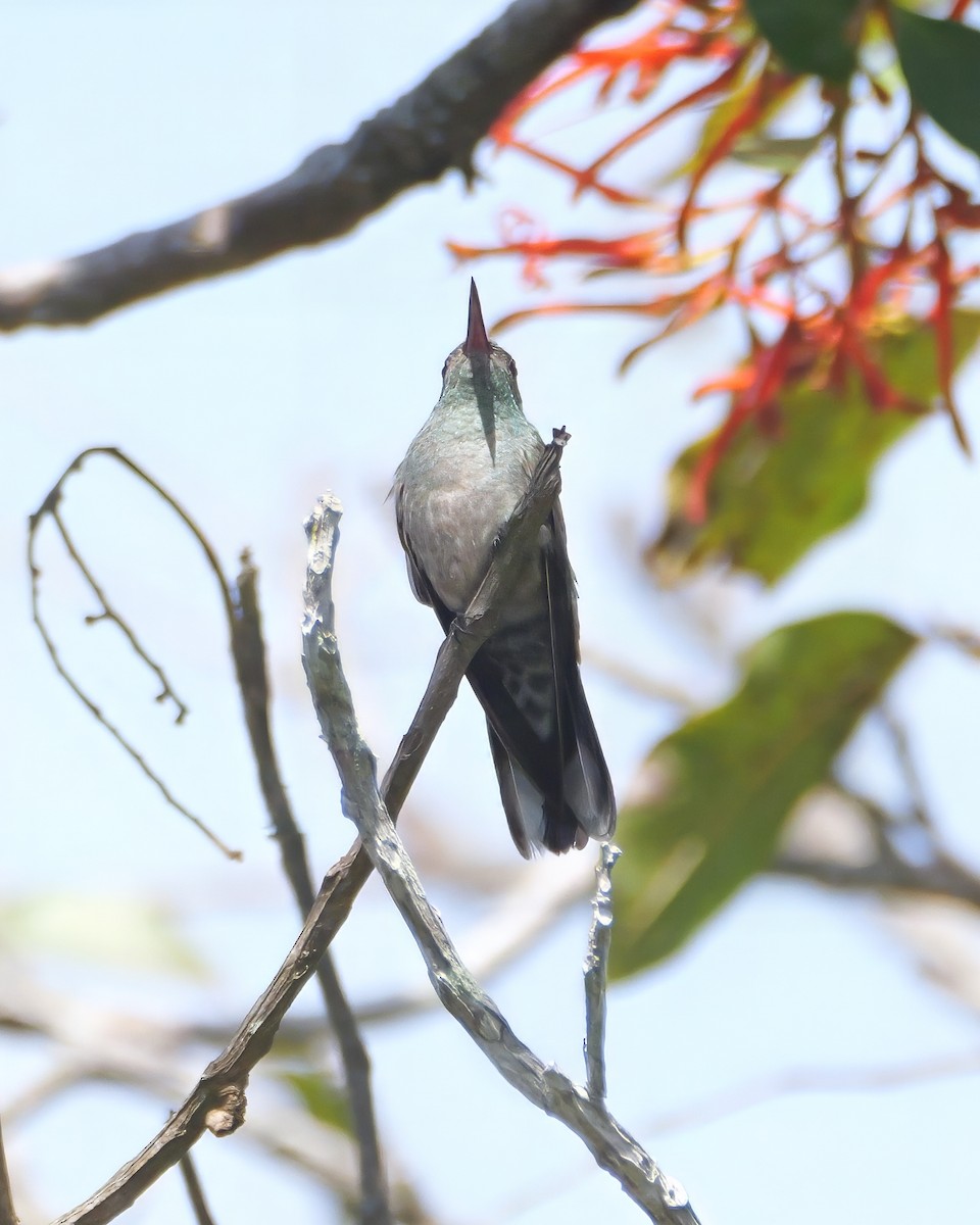 Schuppenbrustkolibri - ML646617500