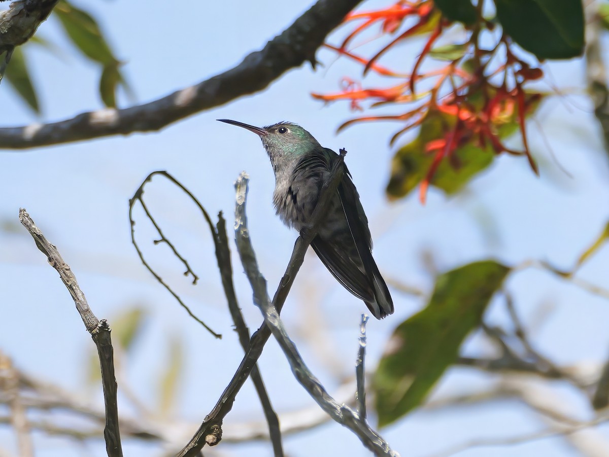 Schuppenbrustkolibri - ML646617501