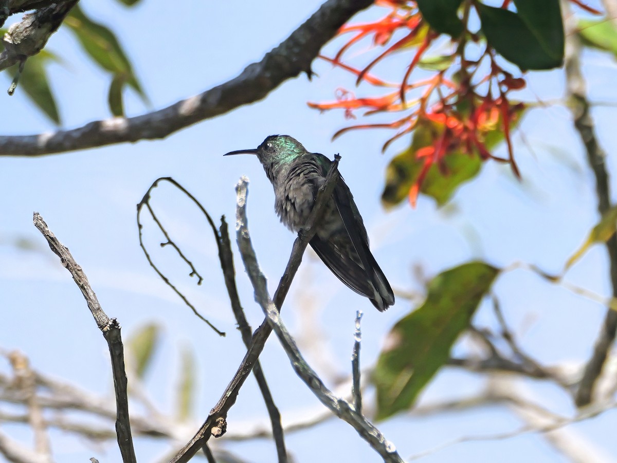 Schuppenbrustkolibri - ML646617502