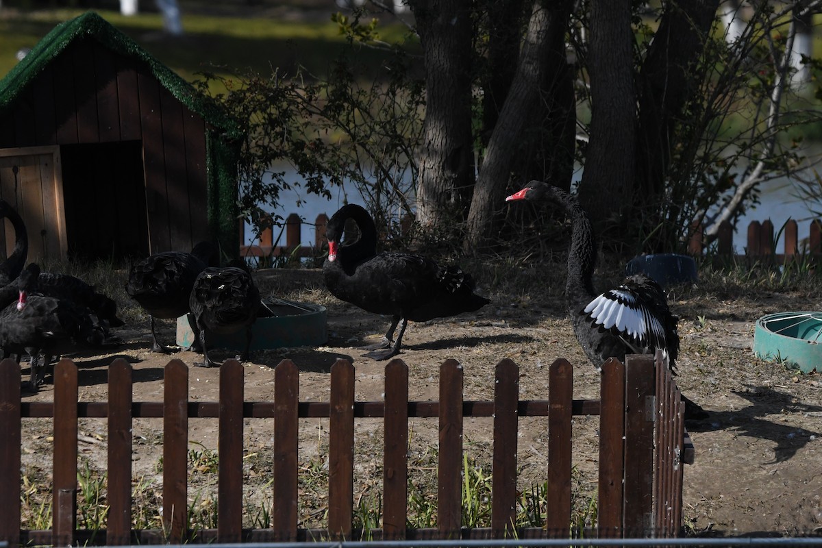 Schwarzschwan - ML646617506