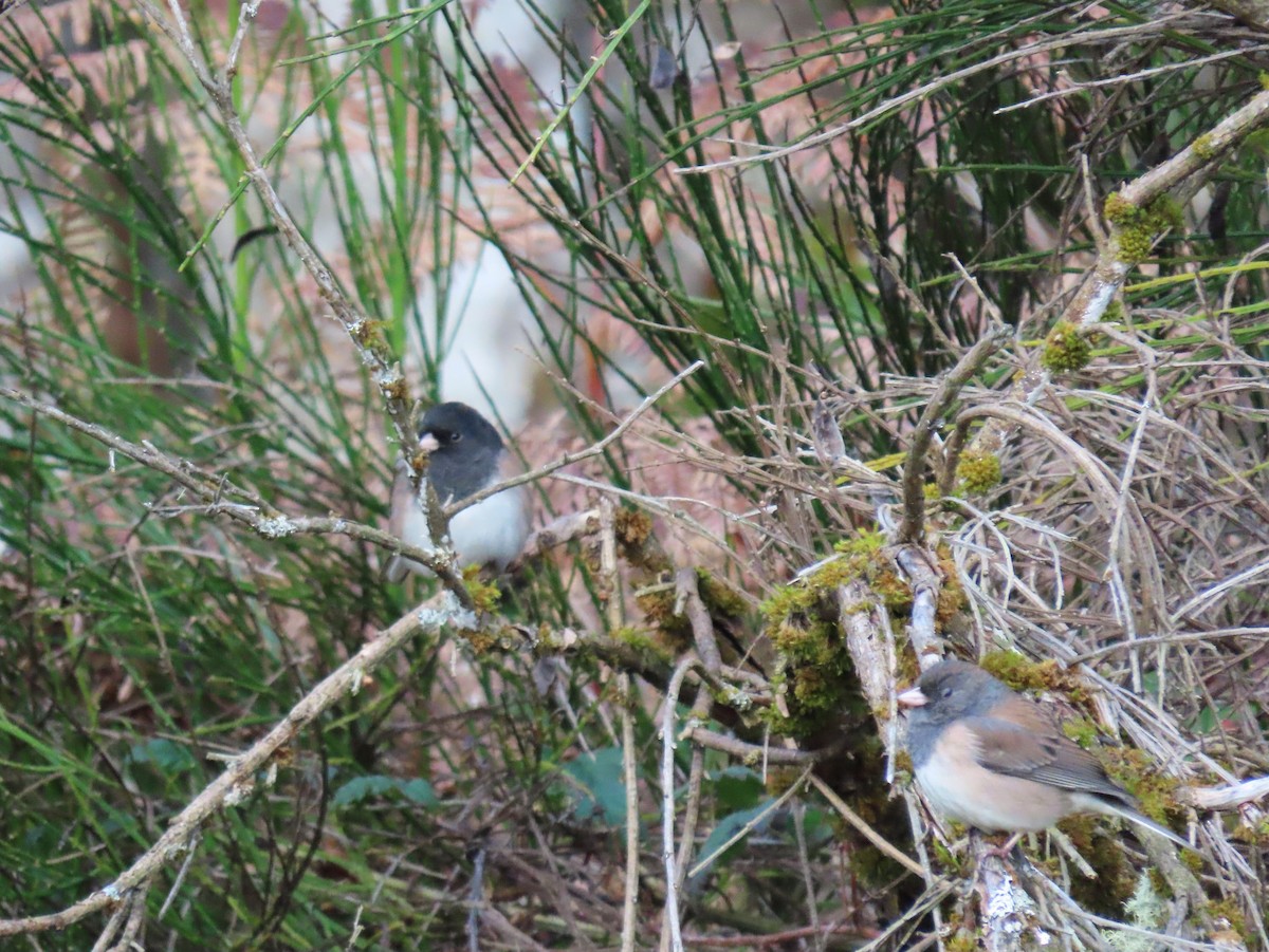 Dark-eyed Junco (Oregon) - ML646617507