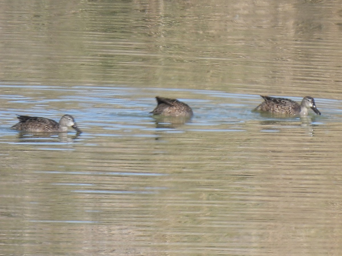 Blauflügelente - ML646617510