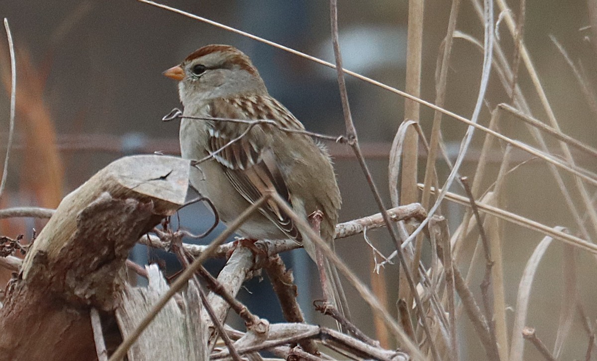 Dachsammer - ML646617511