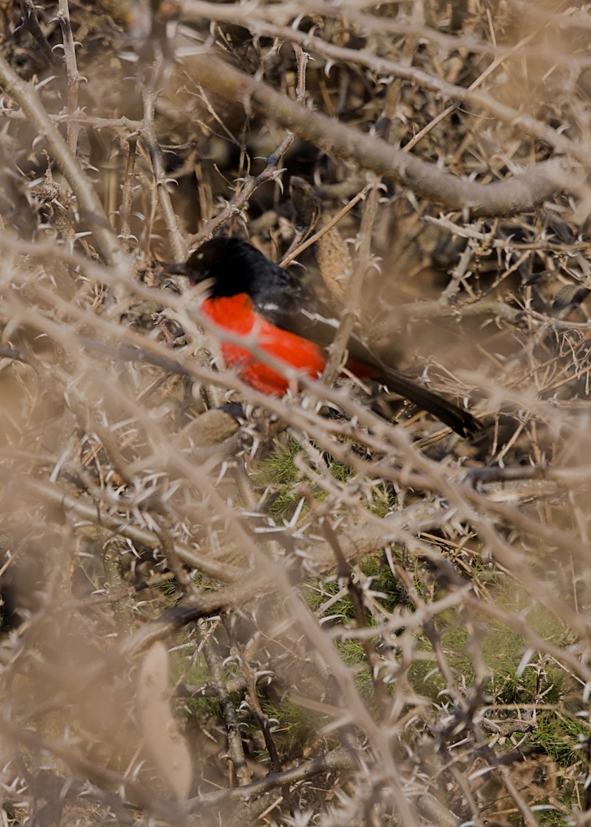 Rotbauchwürger - ML646617512