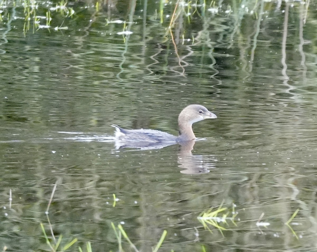 Bindentaucher - ML646617513