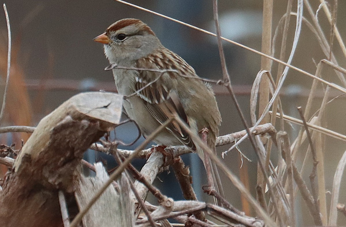 Dachsammer - ML646617516