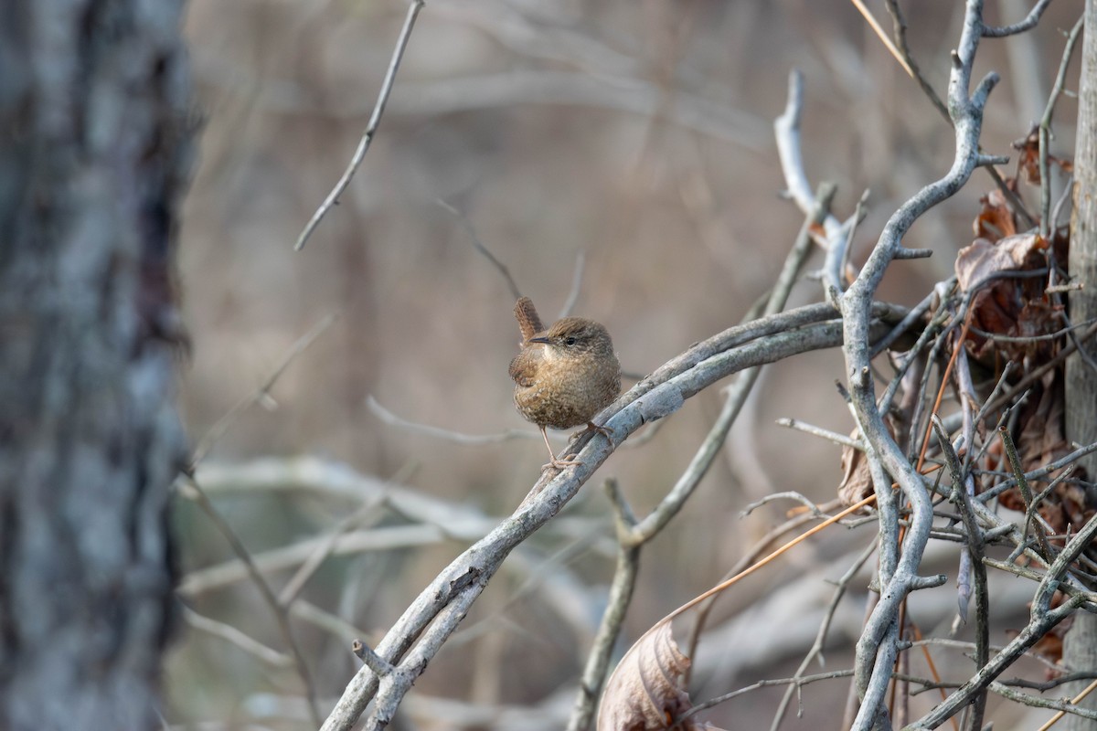 Winter Wren - ML646617518