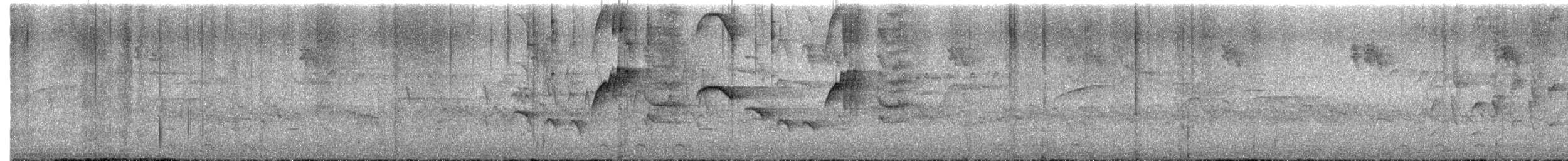 Madagascar Magpie-Robin (White-bellied) - ML646617519