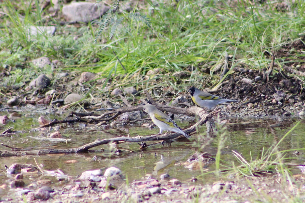 gråstillits - ML646617521