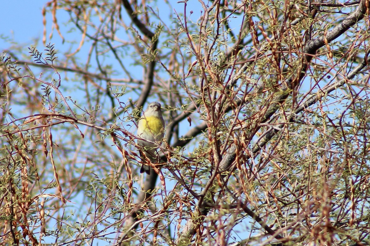 gråstillits - ML646617523