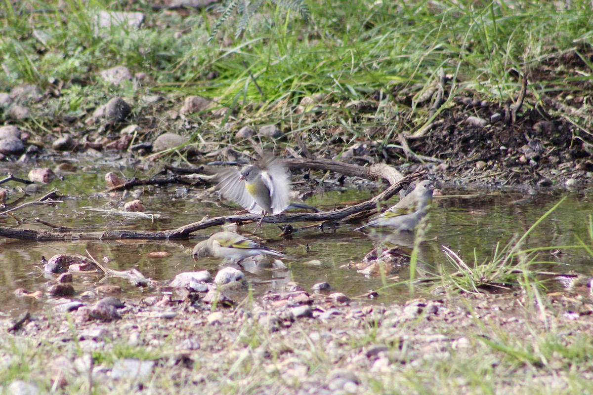 gråstillits - ML646617527