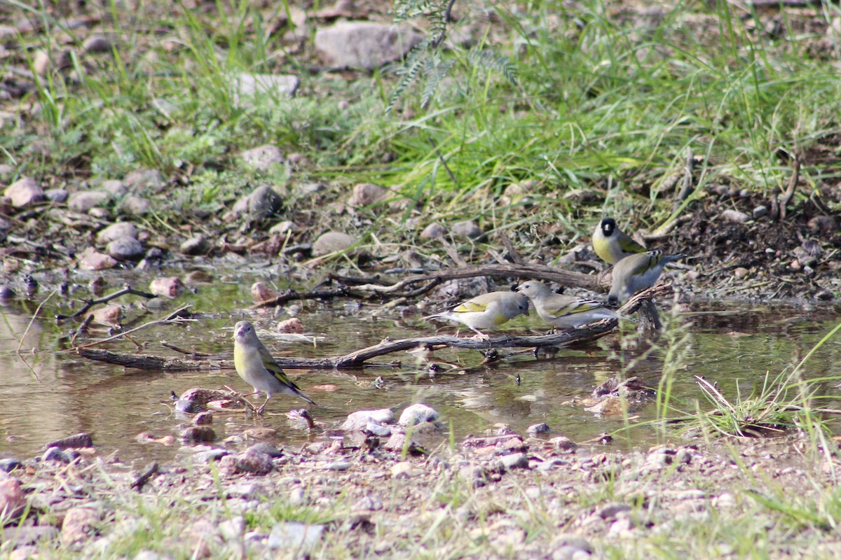 gråstillits - ML646617528